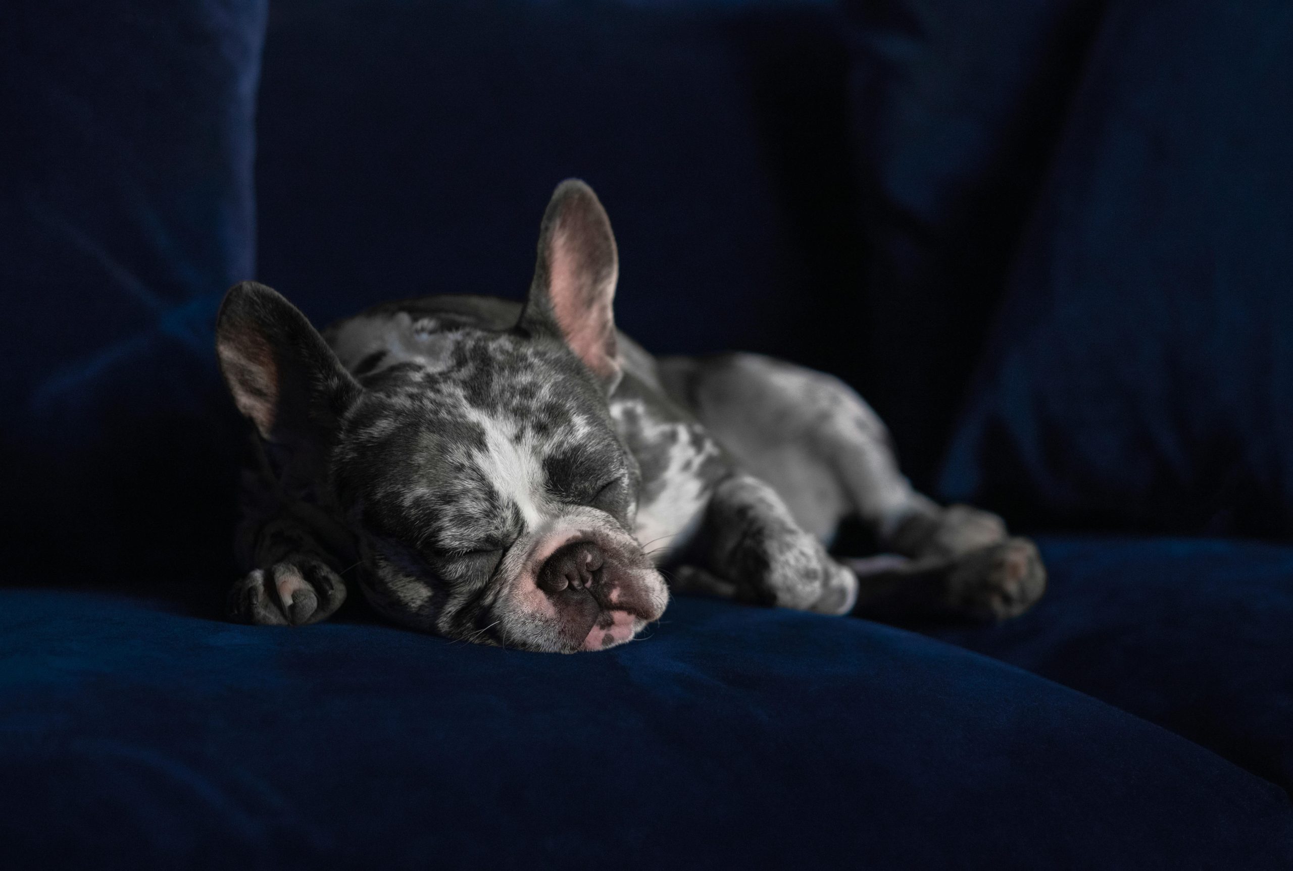 French Bulldog Puppy / Adults | Merle