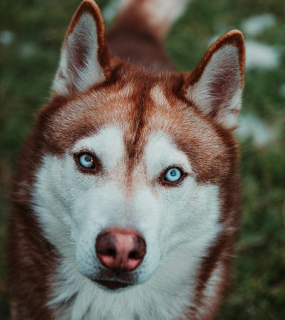 Siberian Husky - Copper & White