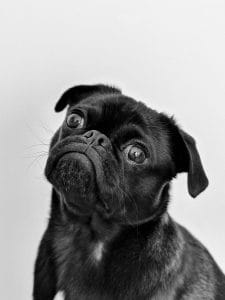Black Pug Bhopal - Solid Black Puppy for Sale