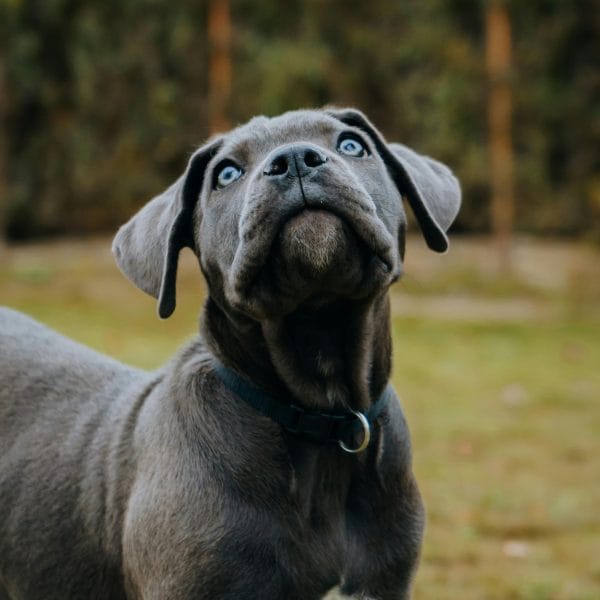 Buy Cane Corso Puppy - Powerful Italian Mastiff Guardian