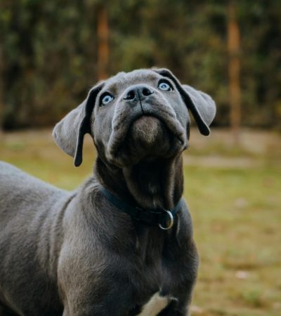 cane corso haryana