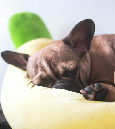 brindle french bulldog haryana