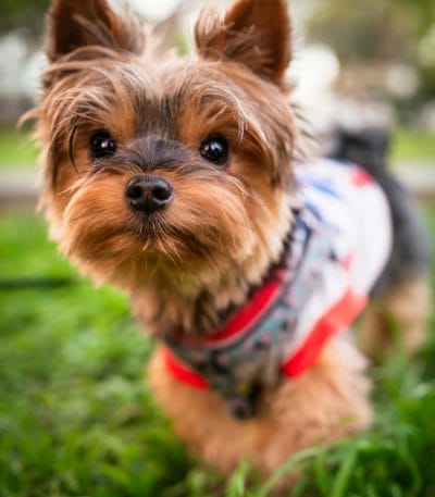 Yorkshire Terrier Puppy