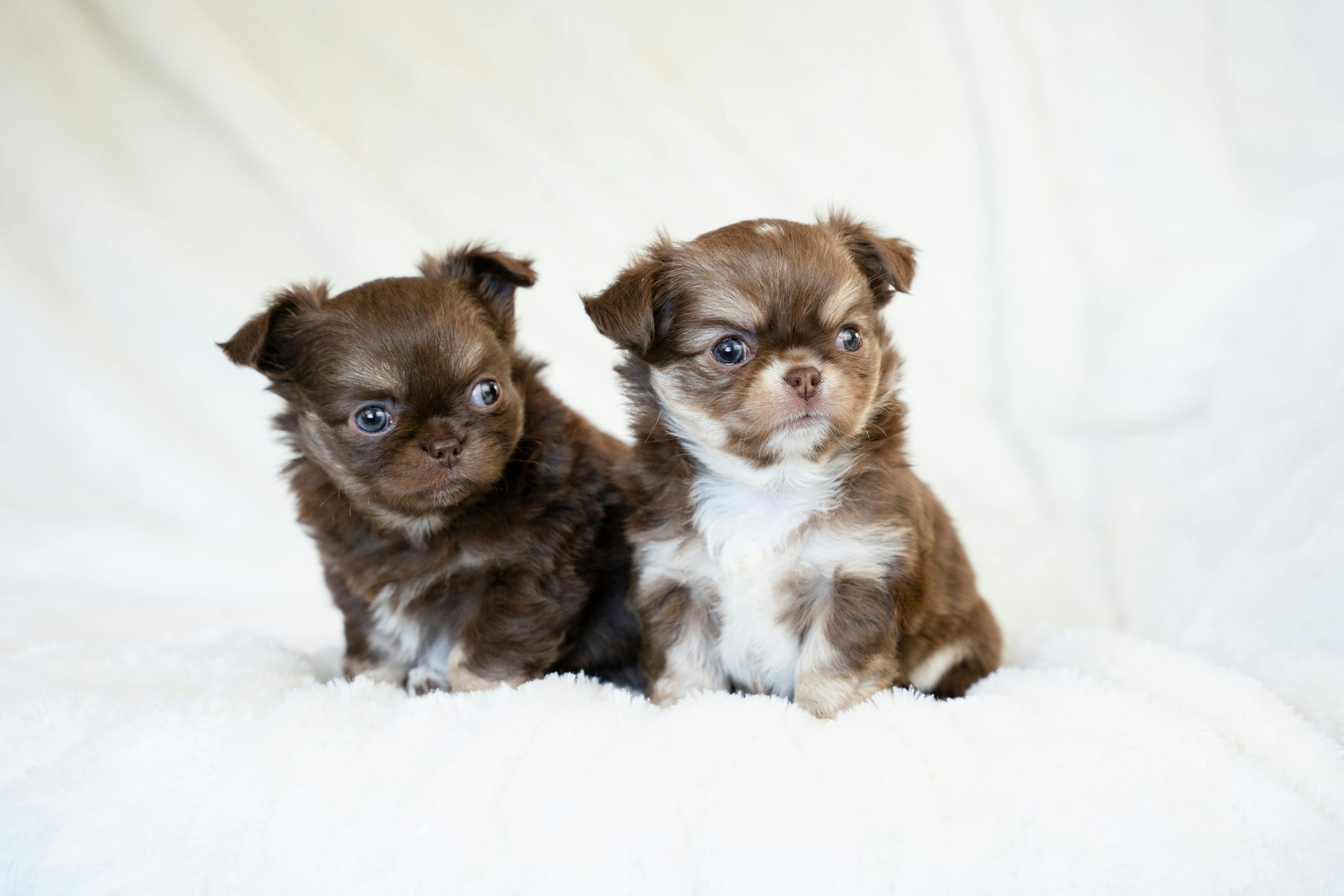 Chihuahua Puppy - Adults