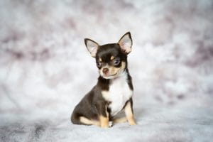 Buy Chihuahua Puppy Online - Tiny Apple Head Pup