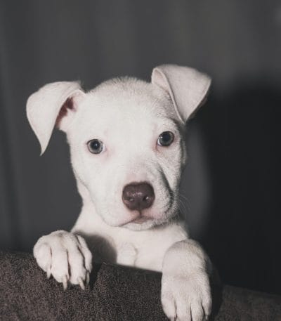 Buy Dogo Argentino Puppy - Pure White Muscular Guard Dog