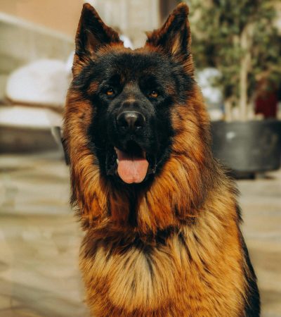 German Shepherd Puppy / Adult - Red and Black