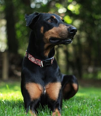 European Doberman Puppy