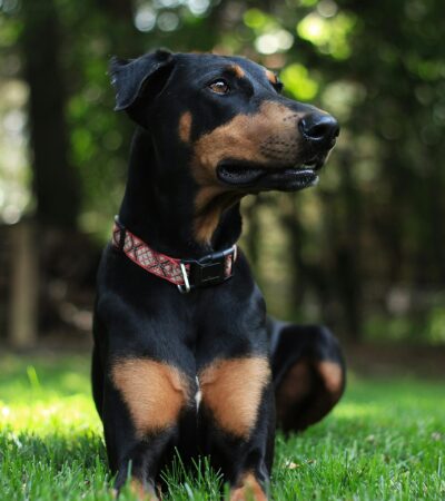 European Doberman Puppy