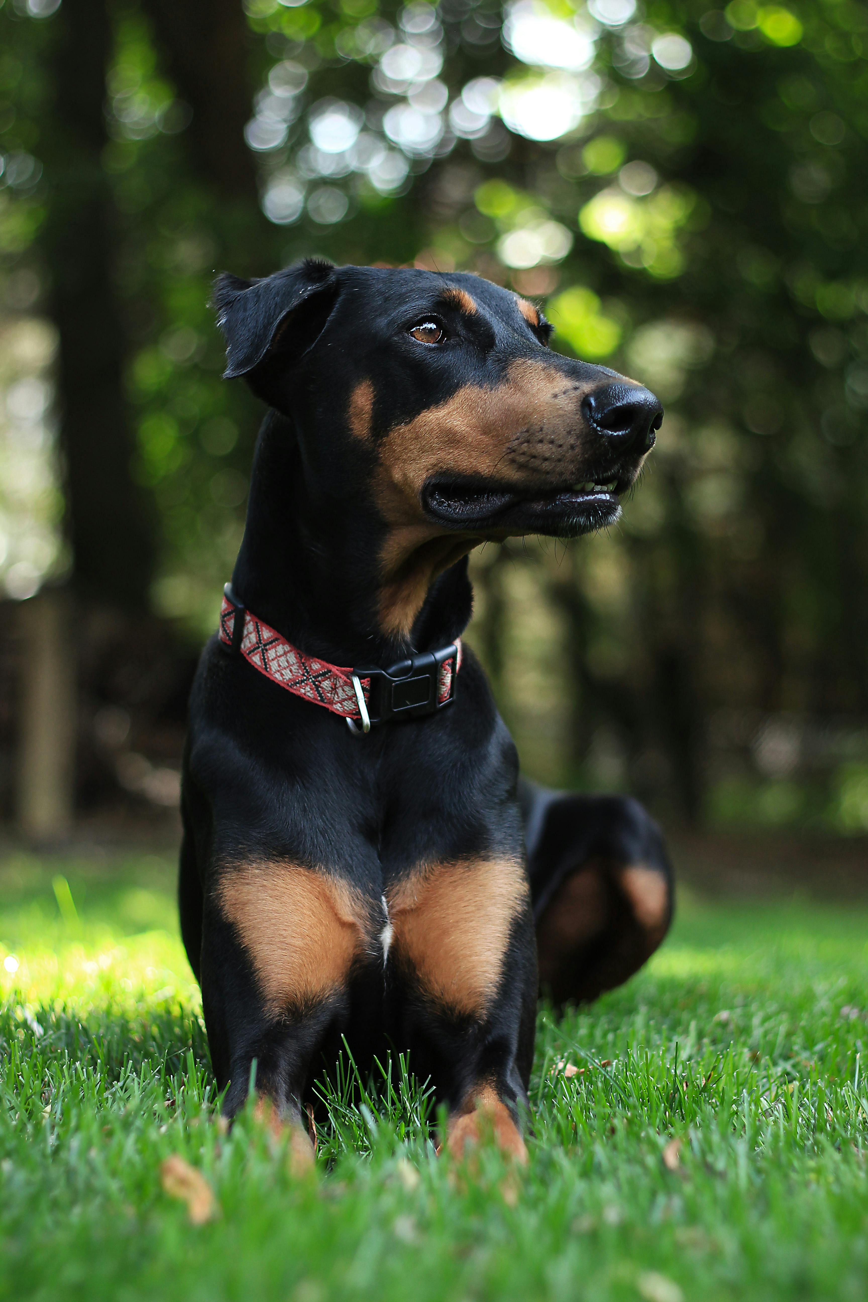 European Doberman Puppy