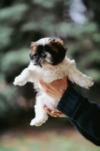 Shih Tzu Puppy/Adults | Tri Color Puppy/Adult