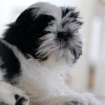 Shih Tzu Puppy /adult - Black & white Color