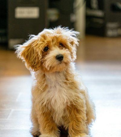 maltipoo haryana