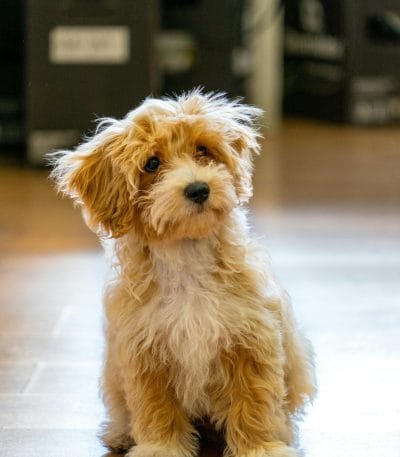 Maltipoo Price Bhopal - Top Quality Hypoallergenic Puppy for Sale