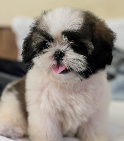 Tri Color Shih Tzu Bhopal - Rare 3-Tone Puppy for Sale