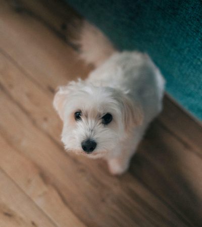 white maltese haryana
