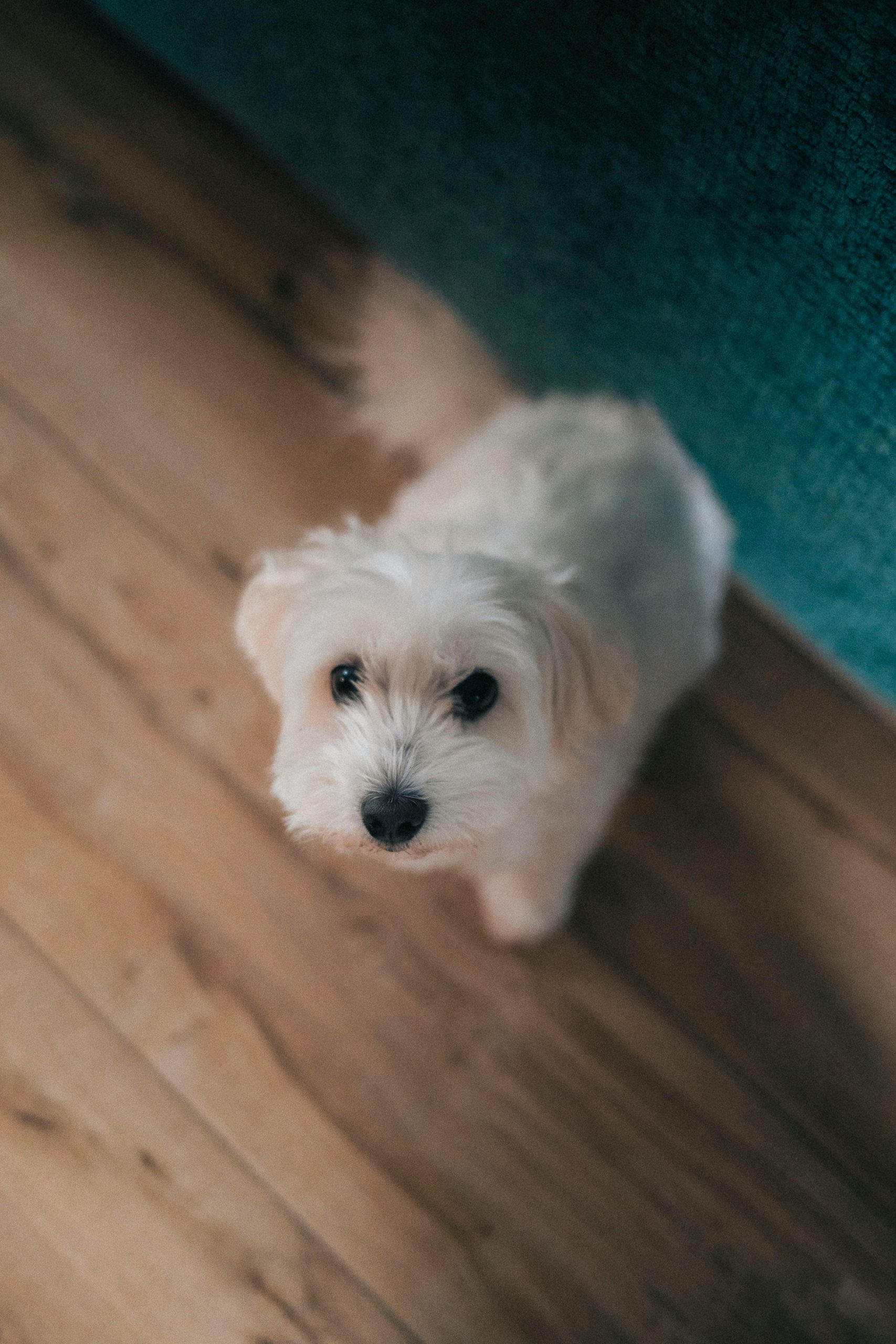 Maltese Dog Price Bhopal - Pure White Silky Puppy for Sale