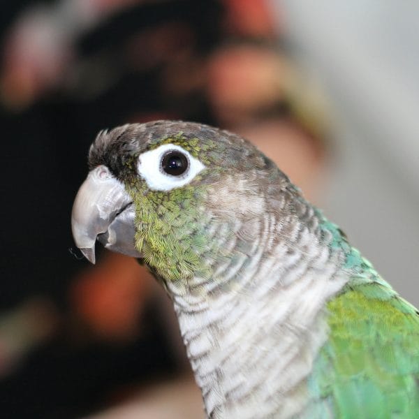 Buy Pineapple Headed Conure - Vibrant Yellow and Orange Bird