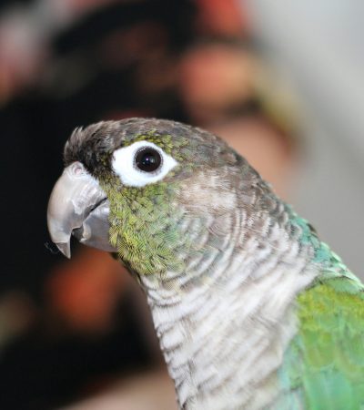 pineapple headed conure haryana
