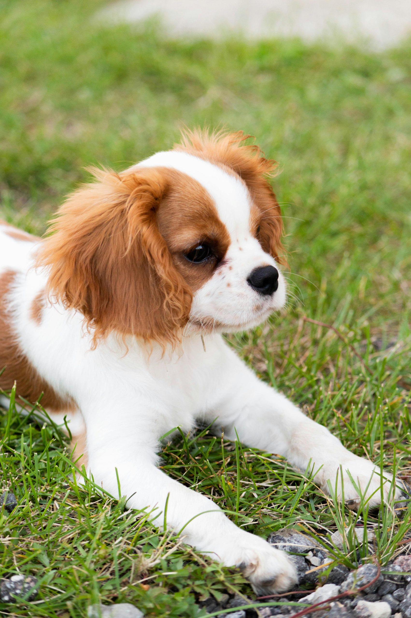 Cavalier King Charles Spaniel Puppy
