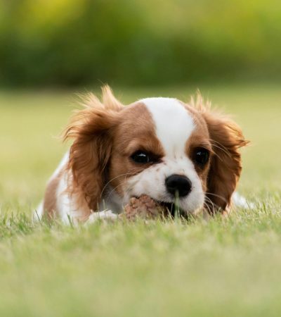 cavalier king charles spaniel haryana