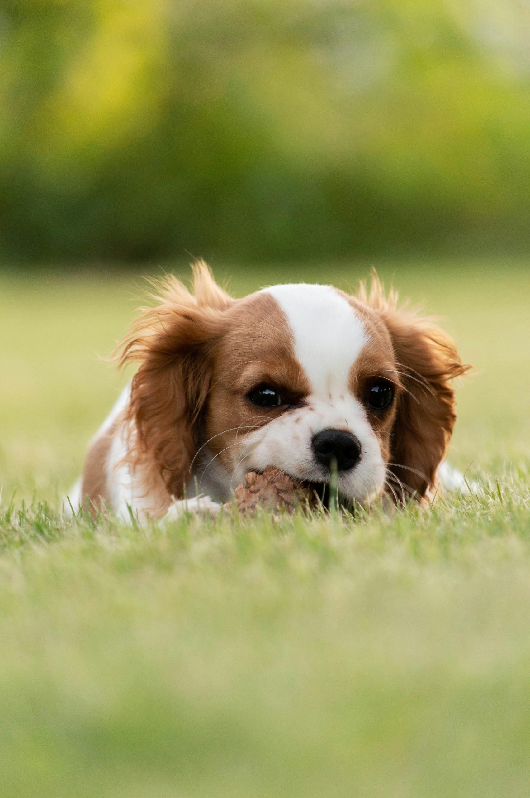 Buy Cavalier King Charles Spaniel Puppy - Gentle Royal Toy Dog