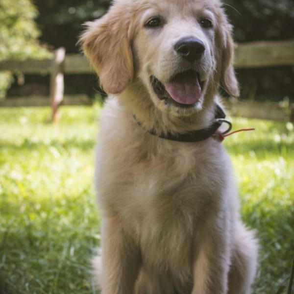 Golden Retriever Price in Bhopal - Classic Golden Puppy for Sale