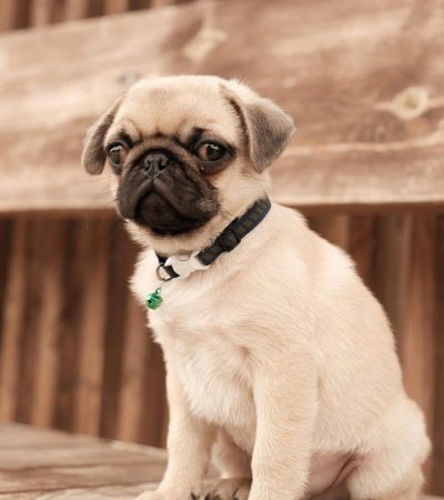 fawn pug haryana