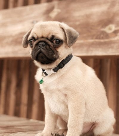 Pug Price in Bhopal - Fawn Color Puppy with Black Mask