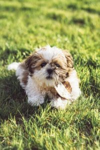 Shih Tzu Price in Bhopal - Gold and White Puppy for Sale