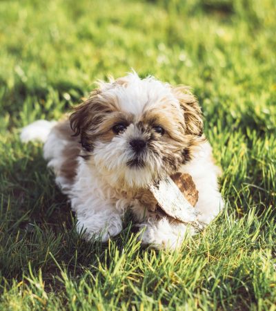 gold and white shih tzu haryana