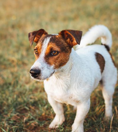 black and brown jack russell terrier haryana