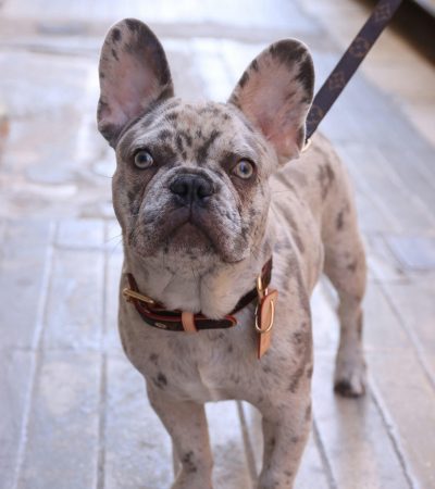 merle french bulldog haryana