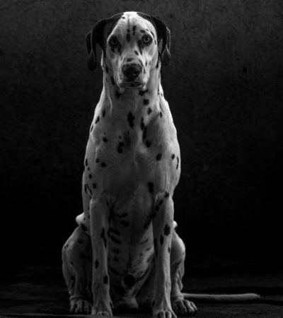 black and white great dane haryana