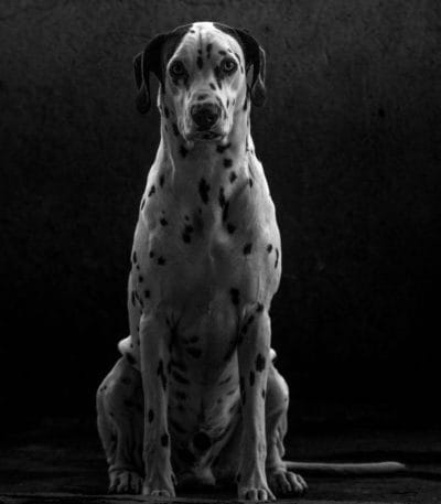 Great Dane Price Bhopal - Black and White Puppy for Sale