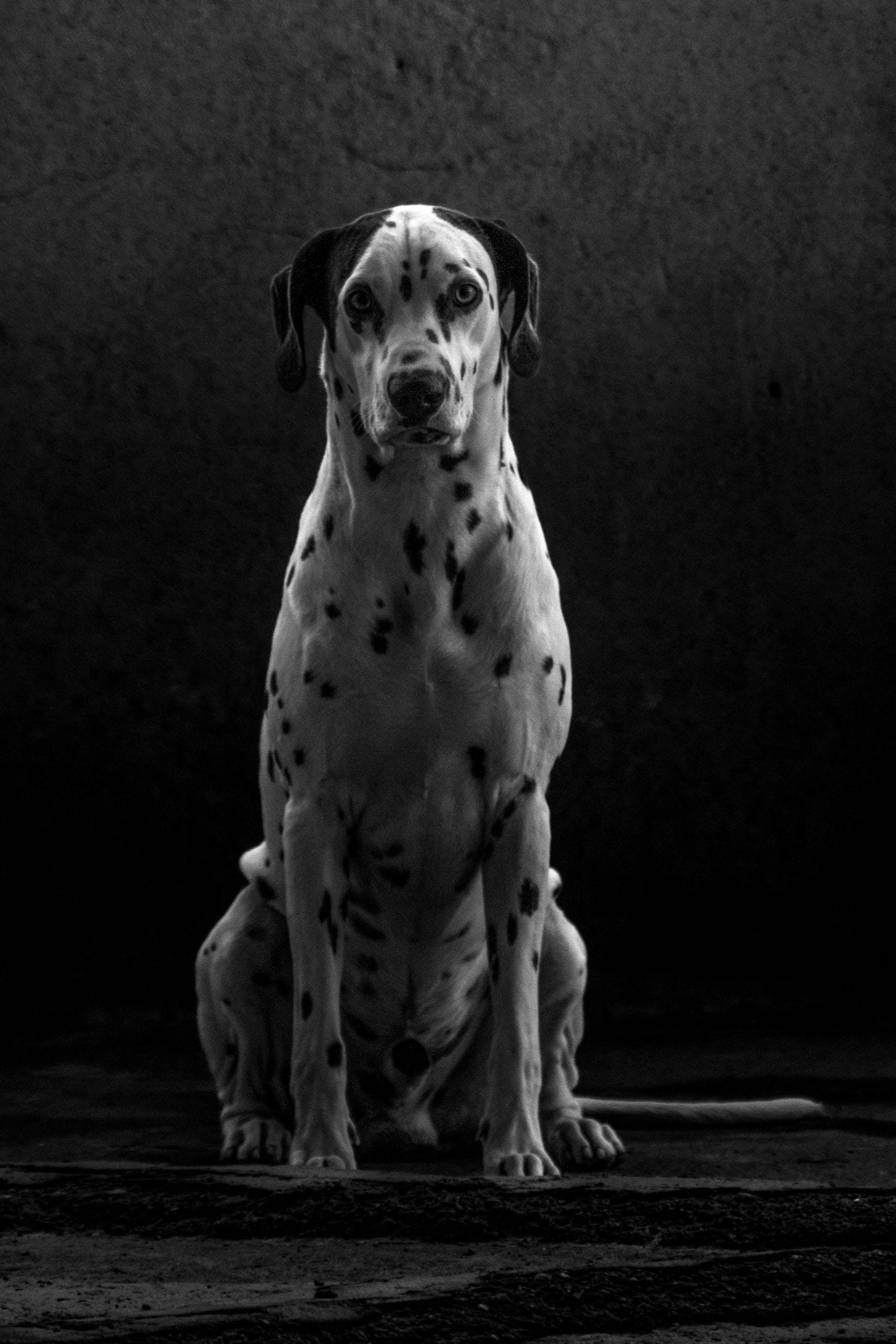 Great Dane Price Bhopal - Black and White Puppy for Sale