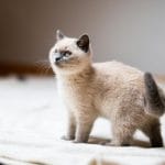 Buy Siamese Kitten Online - Seal Point Pup with Blue Eyes