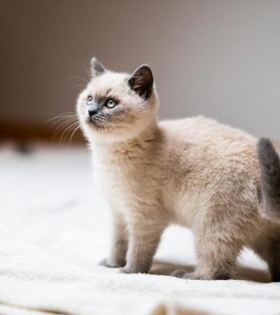siamese cat haryana