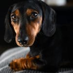 Buy Black and Tan Dachshund Puppy - Classic Sleek Sausage Dog