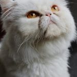 Persian Cat Kitten/Adult - Punch Face