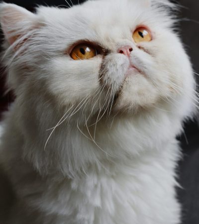 Persian Cat Kitten/Adult - Punch Face