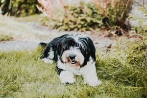 Shih Tzu Bhopal - Black and White Puppy for Sale