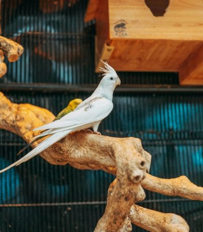 Buy Albino Cockatiel Pair - Pure Snow White Bird with Red Eyes