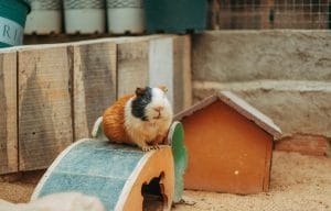Guinea Pig Pair Price In Bhopal | Healthy Guinea Pig Pairs | Buy MP