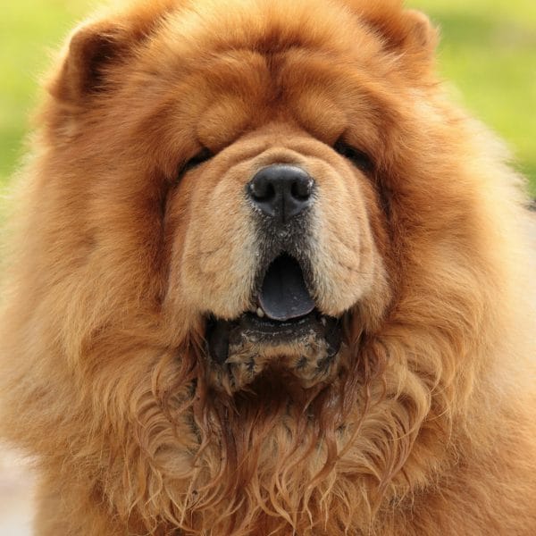 Buy Red Chow Chow Puppy - Classic Deep Red Lion Dog