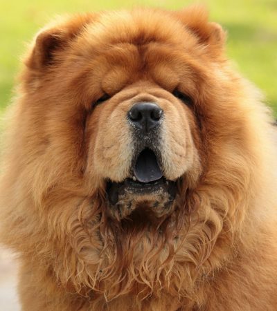red chow chow haryana