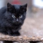 Bombay Cat Kitten/Adult