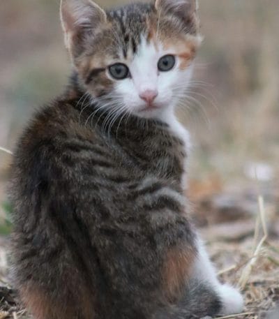 Buy Exotic Shorthair Kitten - Plush Flat-Face Teddy Bear Cat