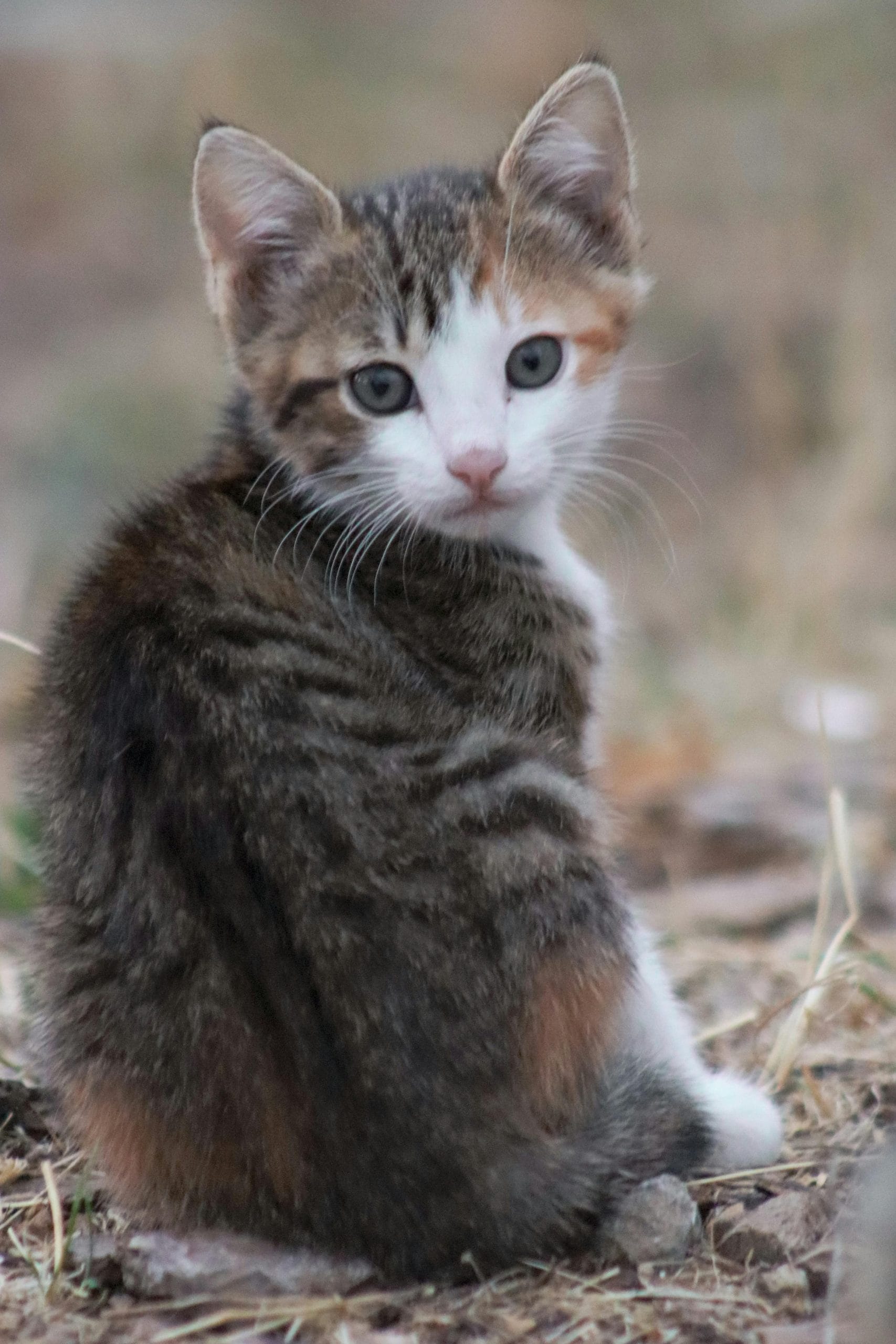 Buy Exotic Shorthair Kitten - Plush Flat-Face Teddy Bear Cat