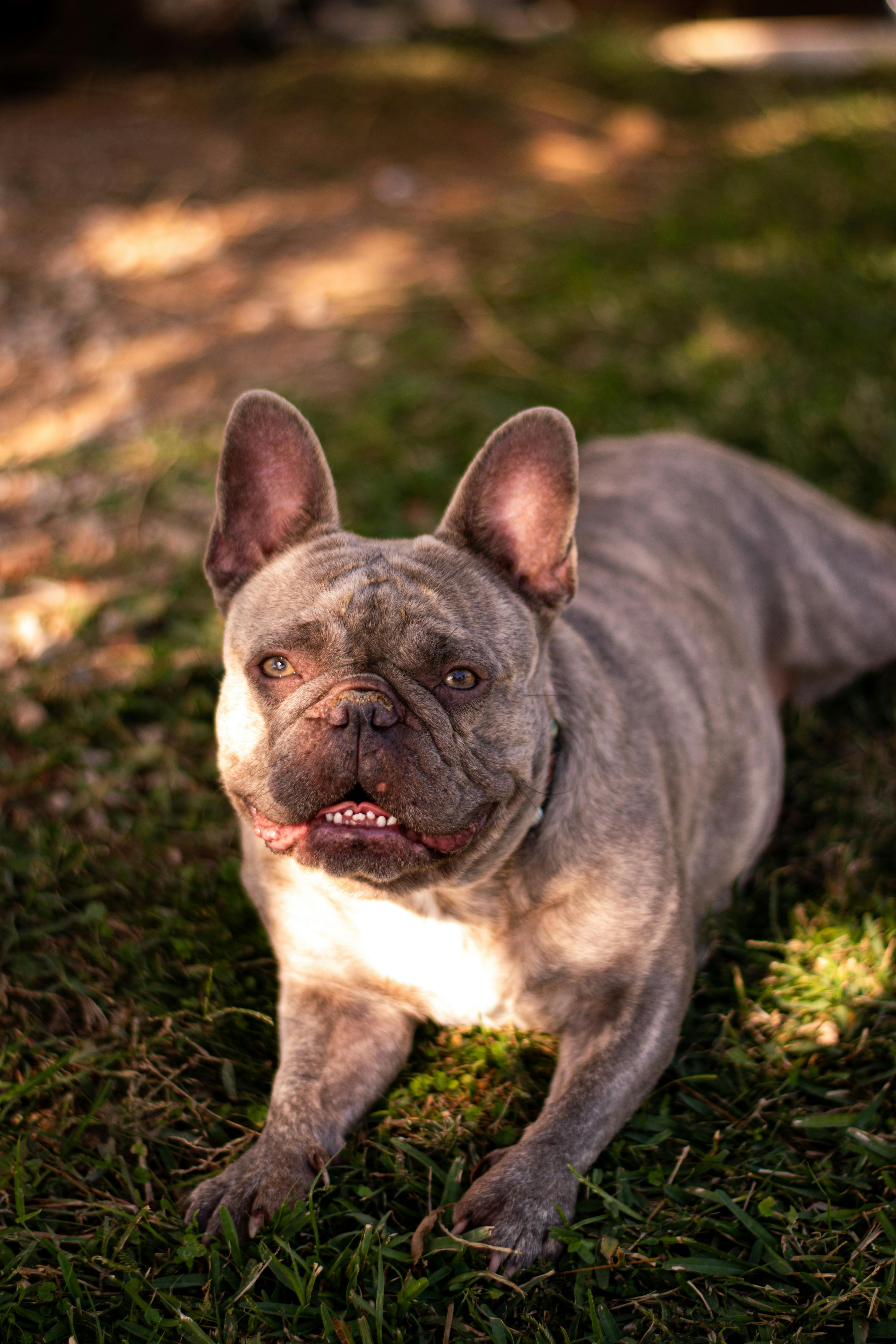 French Bulldog Puppy / Adult | Brindle Color